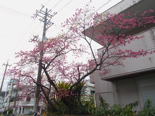 2025nago090.JPG