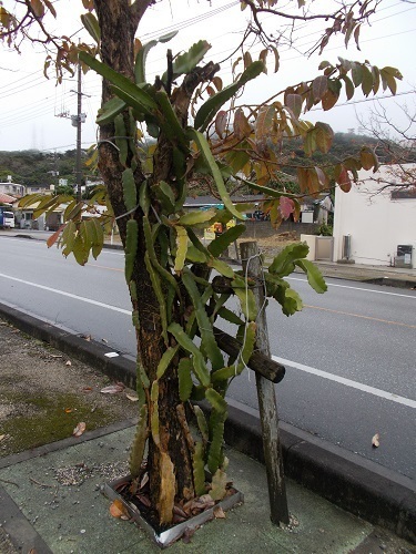 2025nago113.JPG