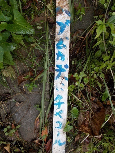 2025nago119.JPG